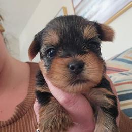 Girl 2 - Black and gold female Yorkshire Terrier puppy in Hopkinsville, Kentucky from Dreams Come True Yorkies