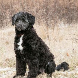 Bell - Portuguese Water Dog