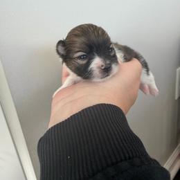 Tri-Color - Tri-colored male Pomeranian puppy in Cheektowaga, New York from Luxe Legacy Pomeranians