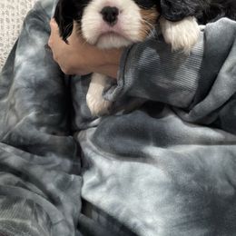 Noel - Tri-color female Cavalier King Charles Spaniel puppy in Huntington Beach, California from Russell Cavailers