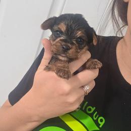 Traditional Boy - Blue and gold male Yorkshire Terrier puppy in Lakeland, Florida from You Me & The Yorkies