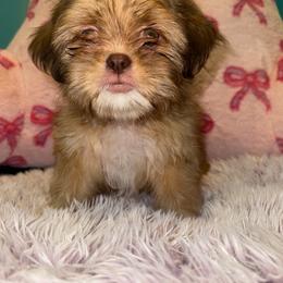 Shih Tzu Puppies from Diamond Paws LLC