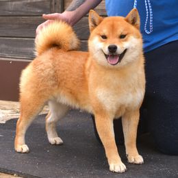 Ritsu - Shiba Inu