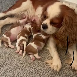 Birdie - Cavalier King Charles Spaniel