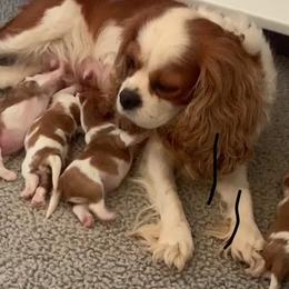 Birdie - Cavalier King Charles Spaniel