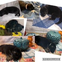 SVV'S RETTER RUDY - German Shepherd puppy in Little Rock, Arkansas from Strahl Von Valor Shepherds