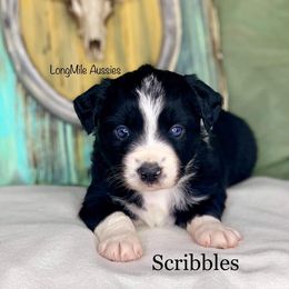Miniature Australian Shepherd Puppies from LongMile Aussies