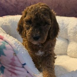 Amethyst - Sable female Goldendoodle puppy in Freedom, New York from Samantha's Goldendoodles