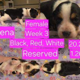 Rena Pink Female - Black red and white female Beagle puppy in Bemidji, Minnesota from Nse Farms Beagles