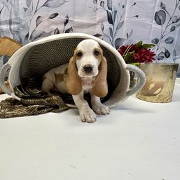 Izzy - Red and white female Basset Hound puppy in Winston Salem, North Carolina from LaythStone