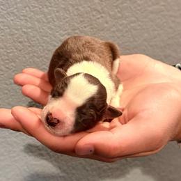 Boss - White and red male Border Collie puppy in North Lakeport, California from Wild Rose Ranch