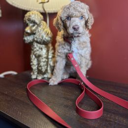 Poodle Puppies from The Peaks Premium Poodles