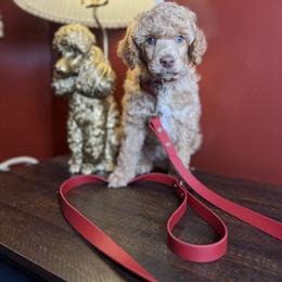 Poodle Puppies from The Peaks Premium Poodles