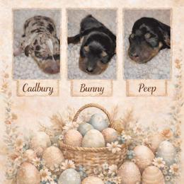 Dachshund Puppies from The Dachshund Den