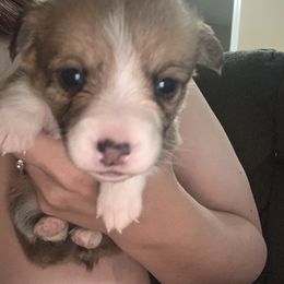 American Corgi and Pembroke Welsh Corgi Puppies from Chaotic Corgi’s