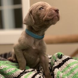 Weimaraner Puppies from Alpha Weims by The Mattas Kennel
