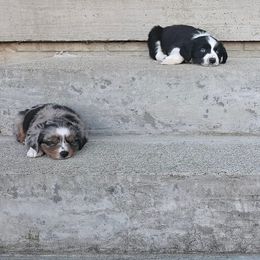 Toy Australian Shepherd Puppies from West View Toy Aussies