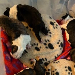 Boston Terriers from Tharps Boston Terriers