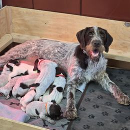 Covey - German Wirehaired Pointer