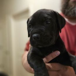Girl 1 - Black Cane Corso puppy in Lakeland, Florida from LunaLinks Cane Corsos