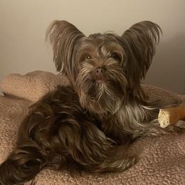 Cookie - Yorkshire Terrier