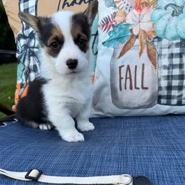 Leia - Black and tan female Pembroke Welsh Corgi puppy in Battle Ground, Washington from Westbrooke Kennels