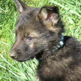 German Shepherd Puppies from Parsons German Shepherds