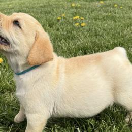 Labrador Retrievers from Timberland Creek Labradors