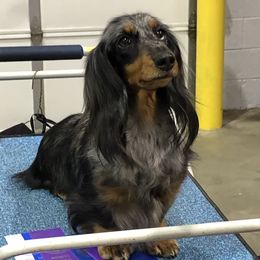 Dachshund Puppies from Wildwynn Dachshunds