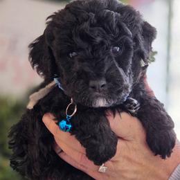 Blue boy - Black and white male Bernedoodle puppy in Vernon, Texas from Sugarland's Texas Goldendoodles