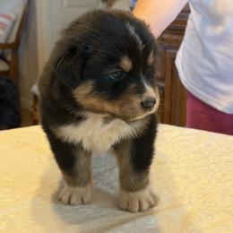 Boy 3 - male Australian Shepherd puppy in Esparto, California from Cutting Up Ranch  Australian Shepherds