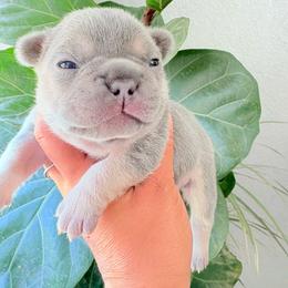 Bingo (female) - Blue female French Bulldog puppy in Round Rock/Austin, Texas from De Goza Camp