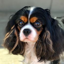 PRINCETON - Cavalier King Charles Spaniel
