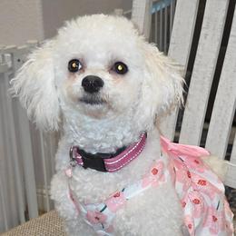 Ellie May - Bichon Frise