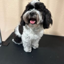 Cosmo - Havanese