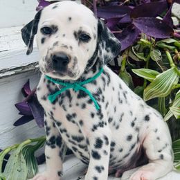 Green (LUA) - White and black male Dalmatian puppy in Westhoff, Texas from Smart Dalmatians