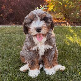 Gobber - male Australian Mountain Doodle puppy in Wellsville, Utah from Stay Golden Doodles