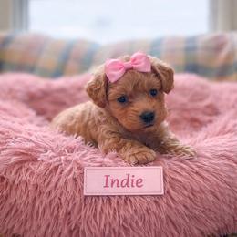 Indie - Apricot female Goldendoodle puppy in Rising Sun, Indiana from Ruby Lane Doodles