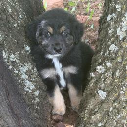 Blaze - Black tri-color male Australian Shepherd puppy in Harrah, Oklahoma from Kamm's Aussies