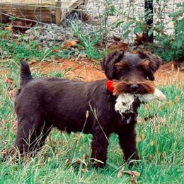 Rosalina - Miniature Schnauzer