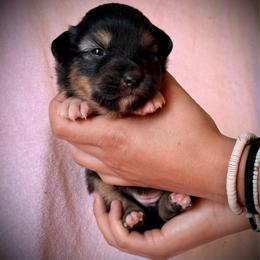 Turkey - Black tri female Toy Australian Shepherd puppy in North Lakeport, California from Wild Rose Ranch