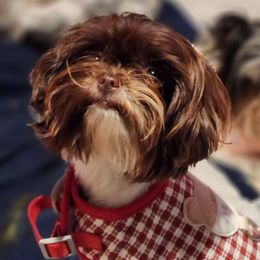 Prim - Yorkshire Terrier