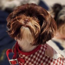 Prim - Yorkshire Terrier