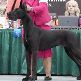 Beagles, Great Danes, and Miniature Bull Terriers from Sunrise-Ferric
