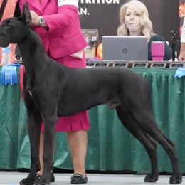 Beagles, Great Danes, and Miniature Bull Terriers from Sunrise-Ferric