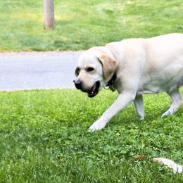Lucy - Labrador Retriever