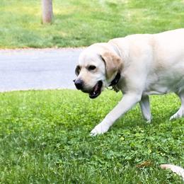 Lucy - Labrador Retriever