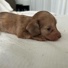 Simone (red shaded brindle) - Dapple female Dachshund puppy in Sebring, Florida from Mini Weenies