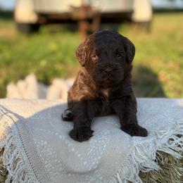 Cheyenne - Chocolate female Goldendoodle puppy in Zeeland, Michigan from Dandelion Lane Doodles