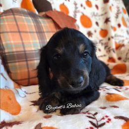 LT boy 2 - Black male Dachshund puppy in Girard, Illinois from Bryant's Babies